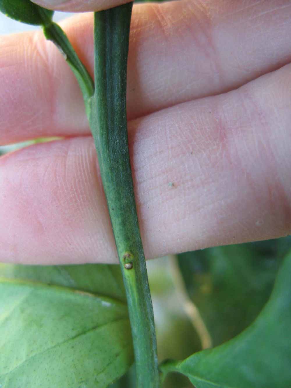              First year twig (Winter Haven, FL)       